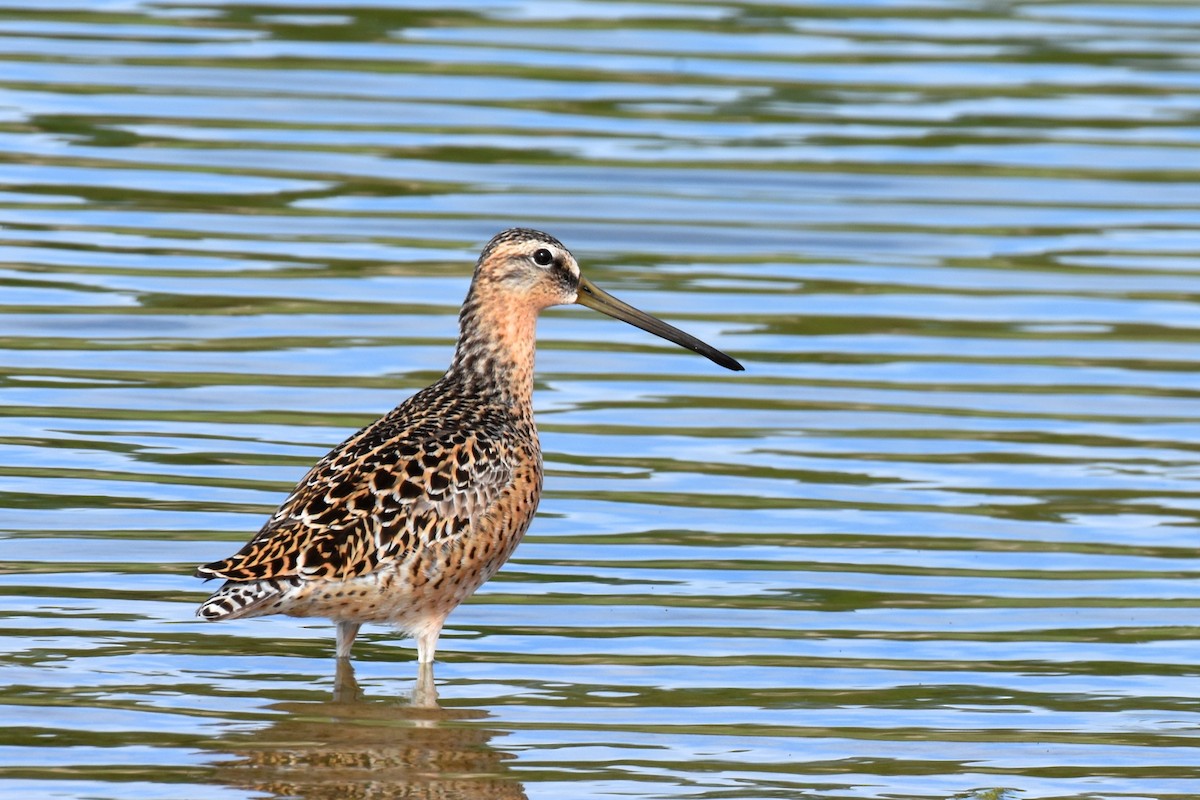 Short-billed Dowitcher - Andy Bankert