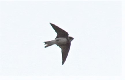 Bank Swallow - Will Wright