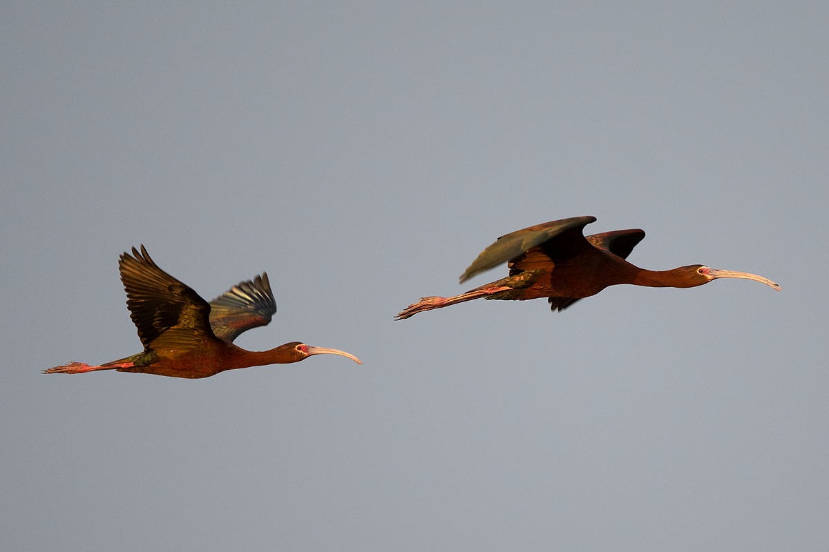 ibis americký - ML161671221