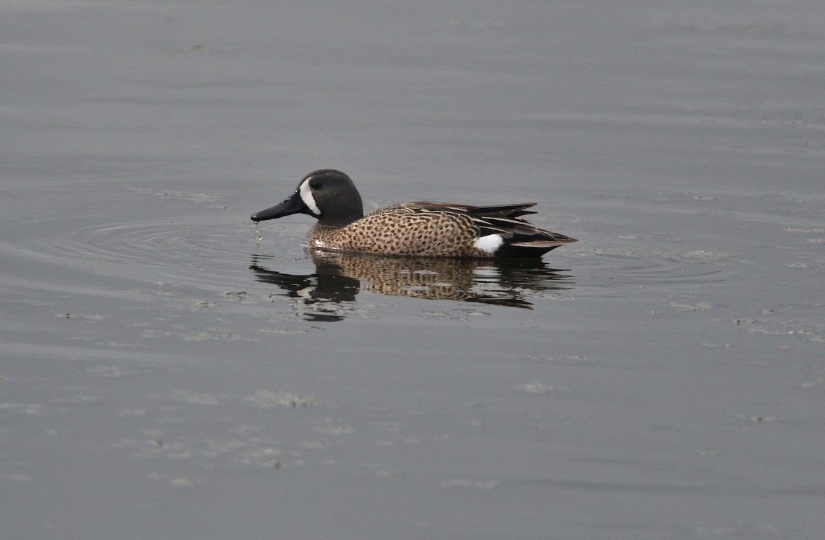 Blue-winged Teal - ML161671741
