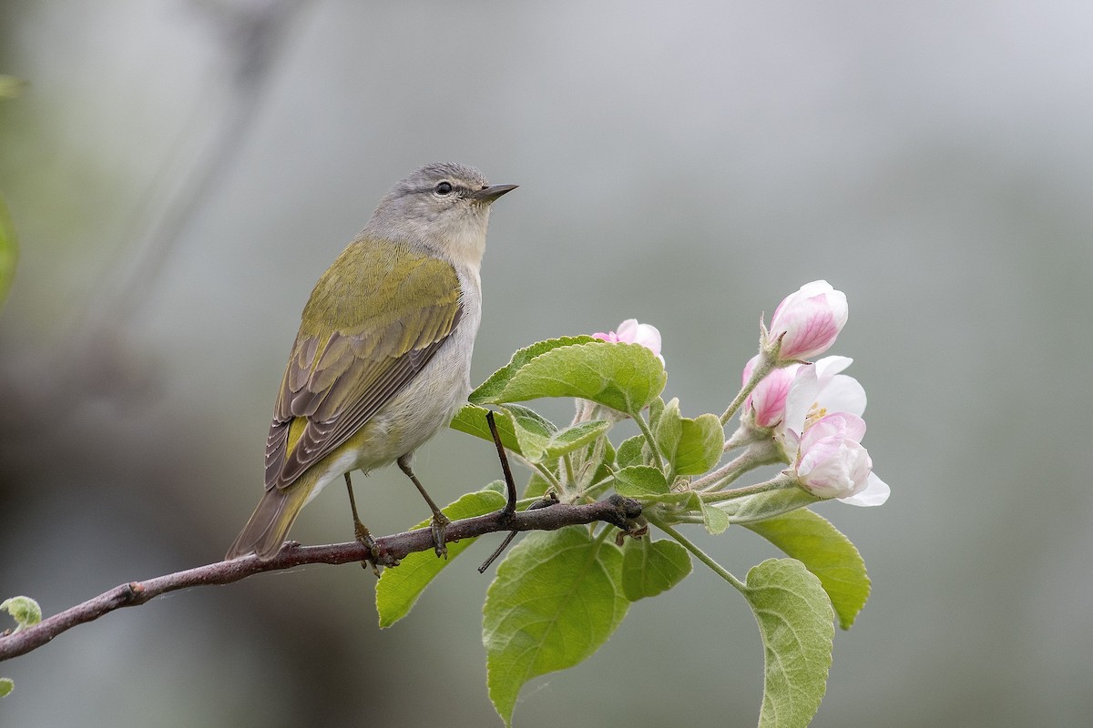 Tennessee Warbler - Allan  Bigras