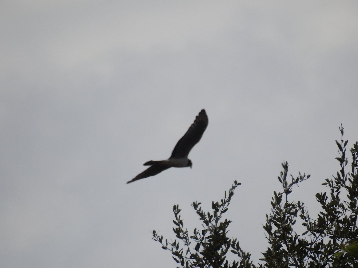 Long-winged Harrier - Edelweiss  Enggist