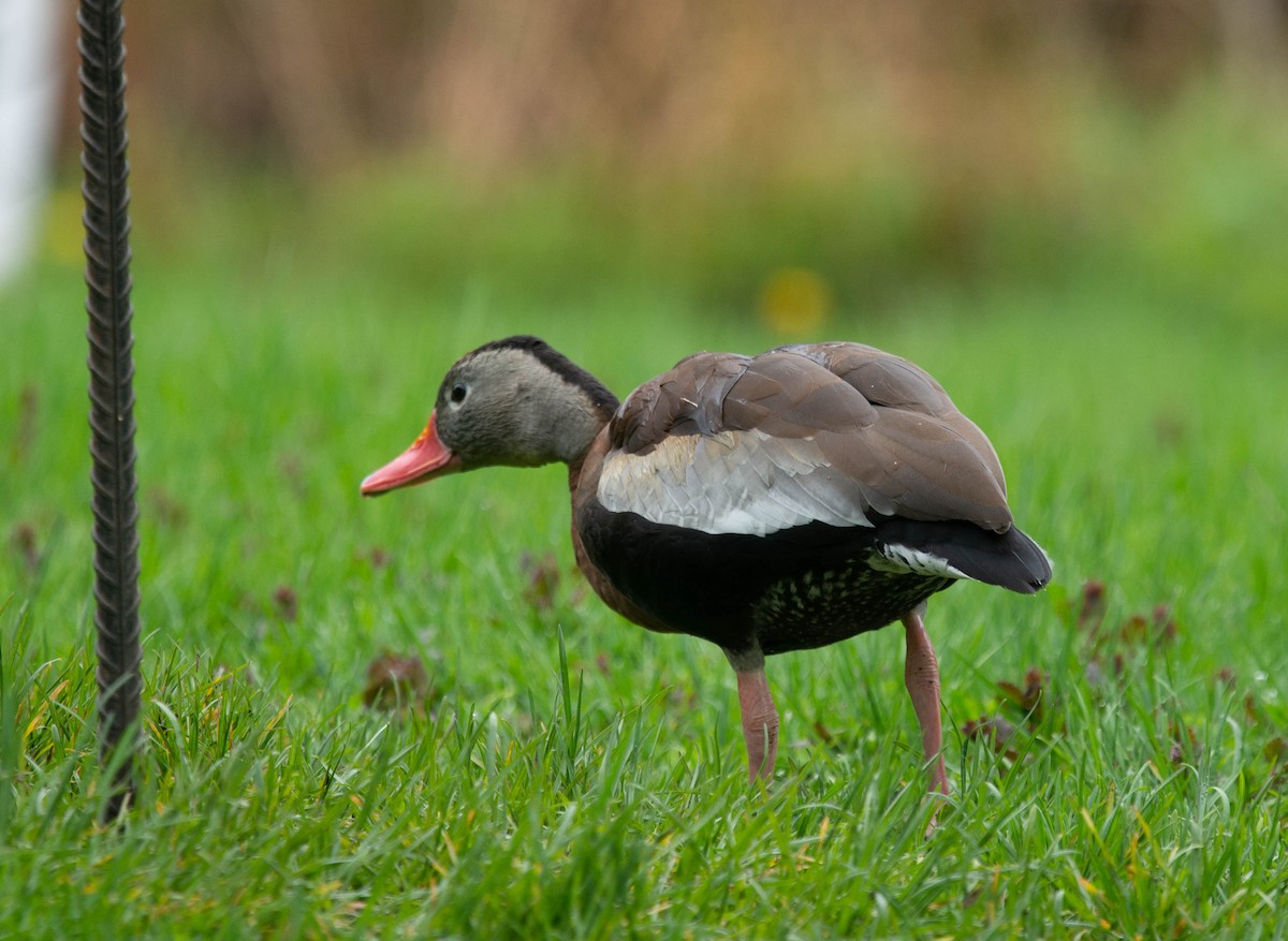 Black-bellied Whistling-Duck - ML161683121