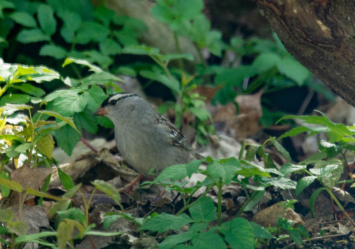 White-crowned Sparrow - ML161683471