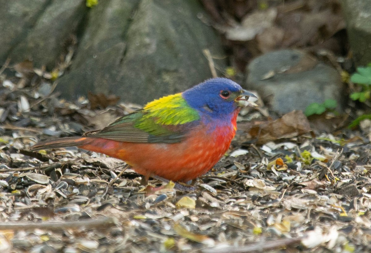 Painted Bunting - Phil Taylor