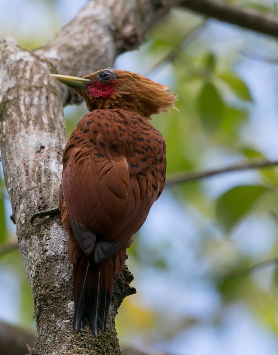 Chestnut-colored Woodpecker - ML161683531