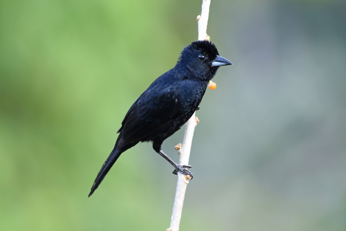 White-lined Tanager - ML161684801
