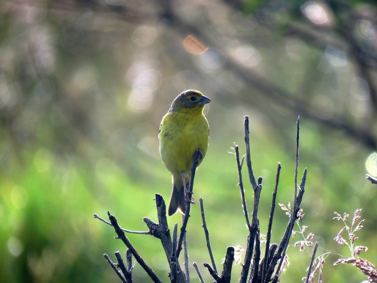 Grassland Yellow-Finch (Montane) - ML161692541