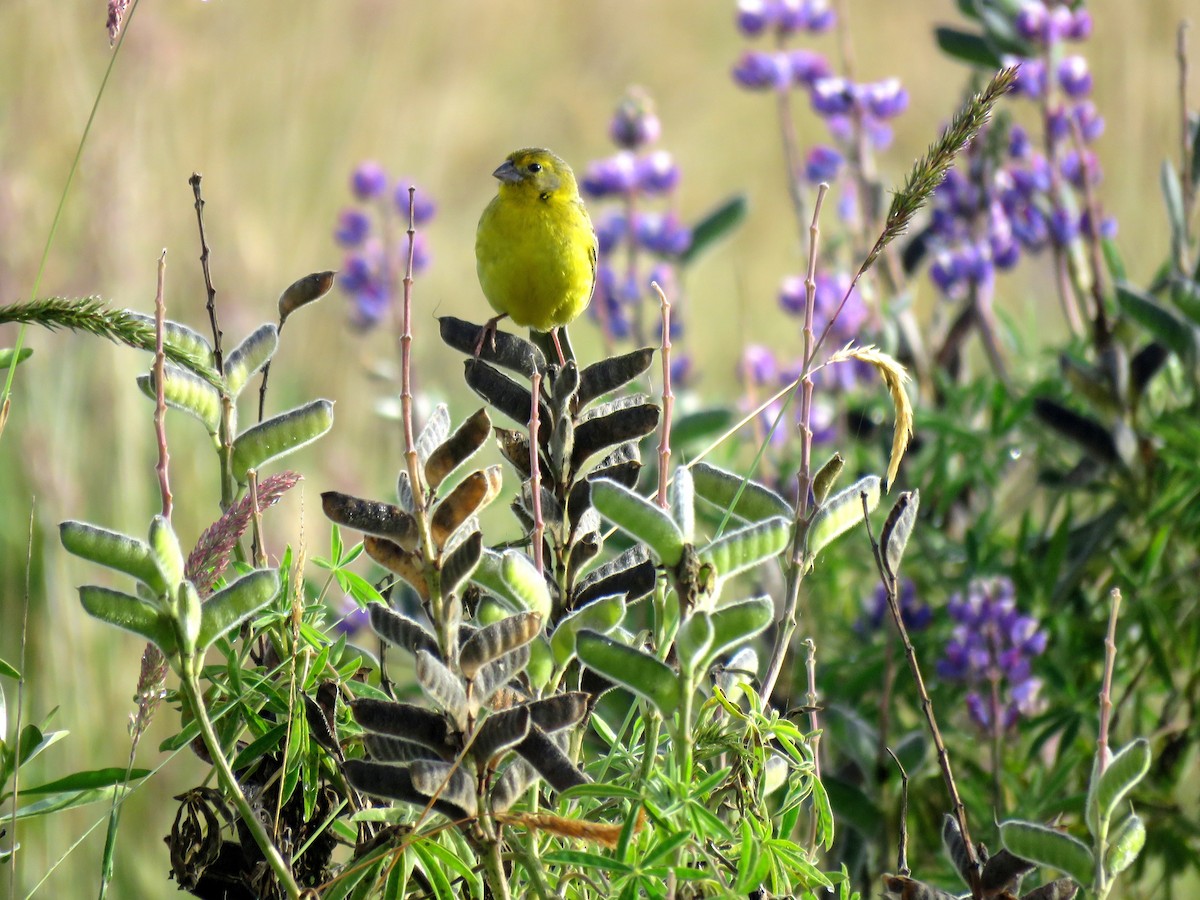 Grassland Yellow-Finch (Montane) - Edison🦉 Ocaña