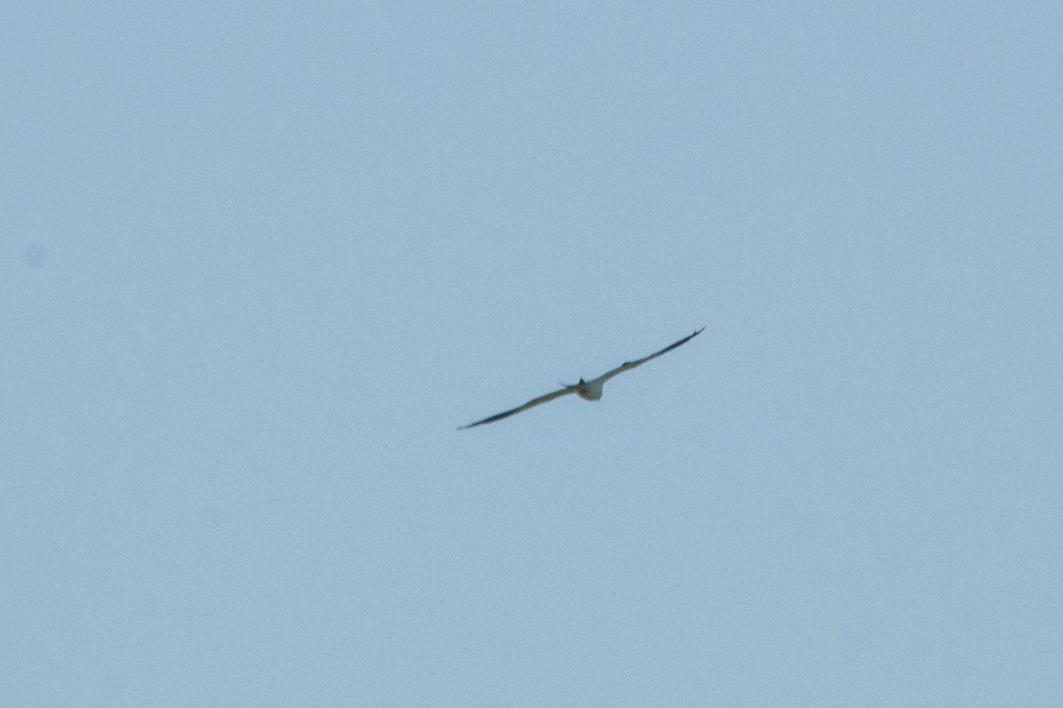 Swallow-tailed Kite - Reuben Rohn