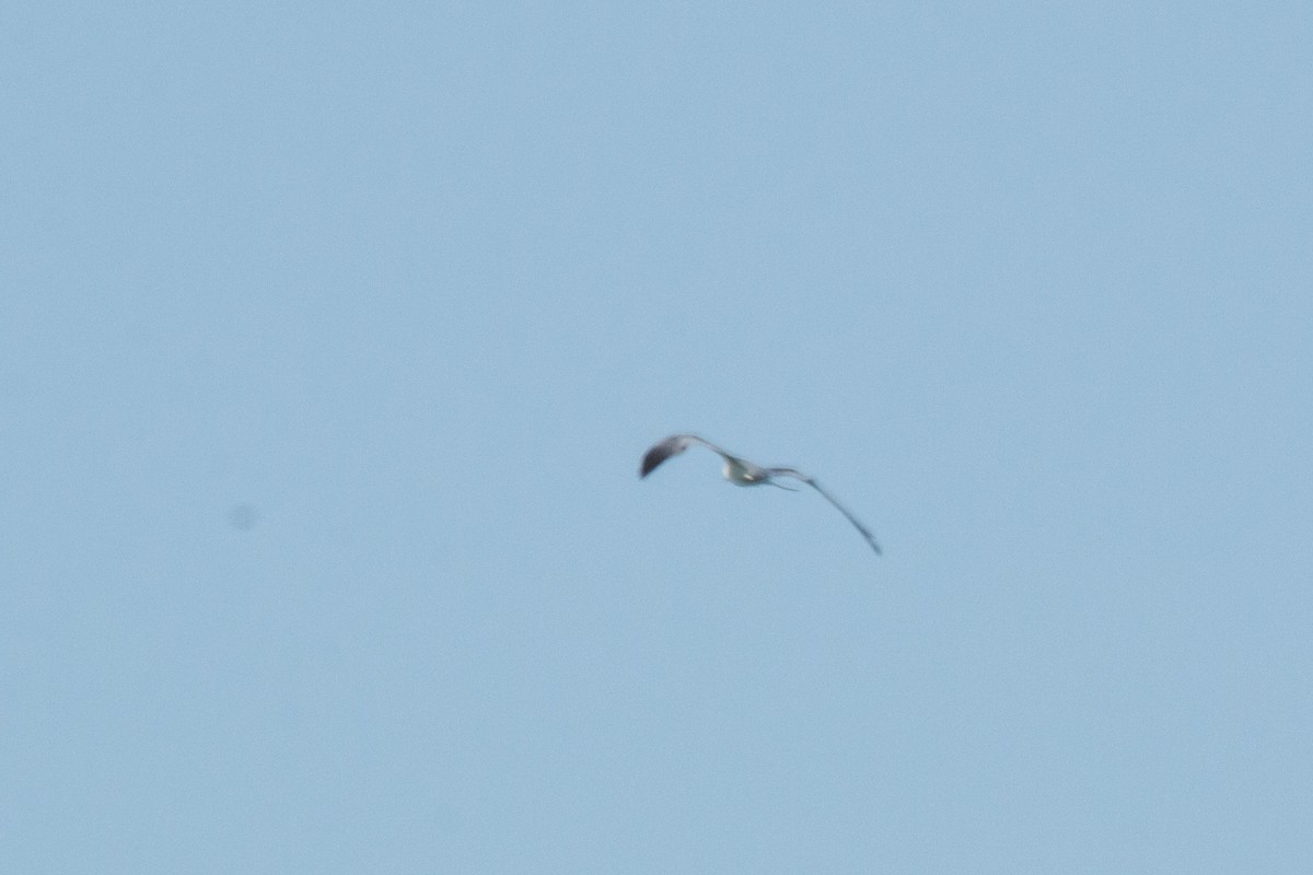 Swallow-tailed Kite - ML161694451