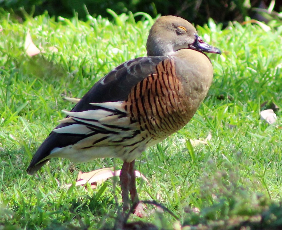 Plumed Whistling-Duck - Leonie Beaulieu
