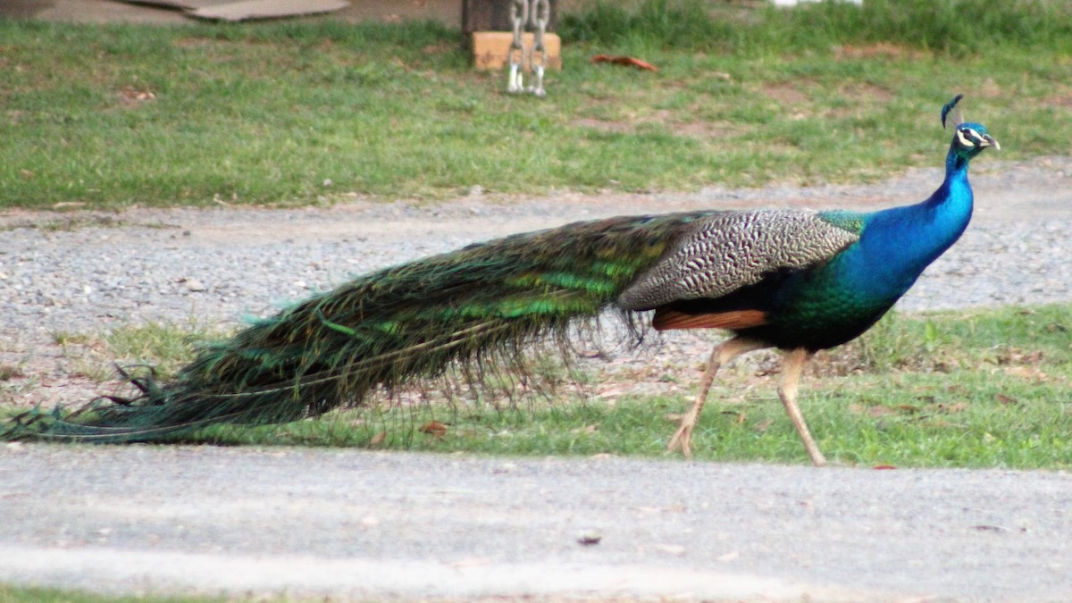 Indian Peafowl (Domestic type) - ML161695771