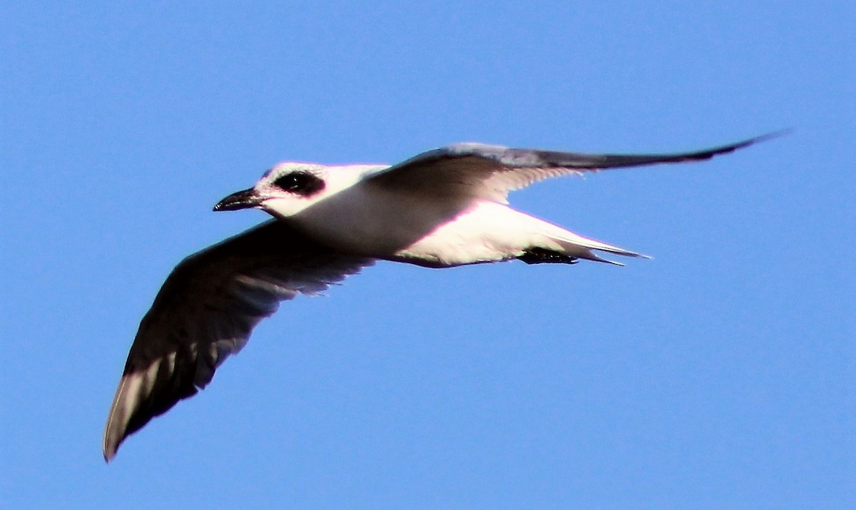 Australian Tern - Leonie Beaulieu
