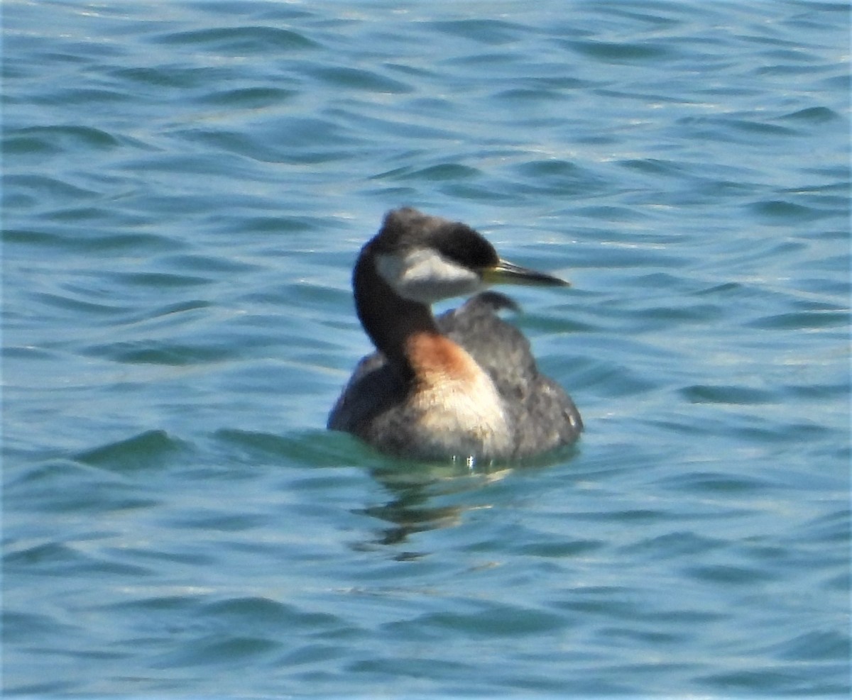 Red-necked Grebe - ML161700101