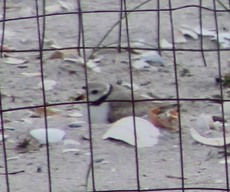 Piping Plover - ML161702641