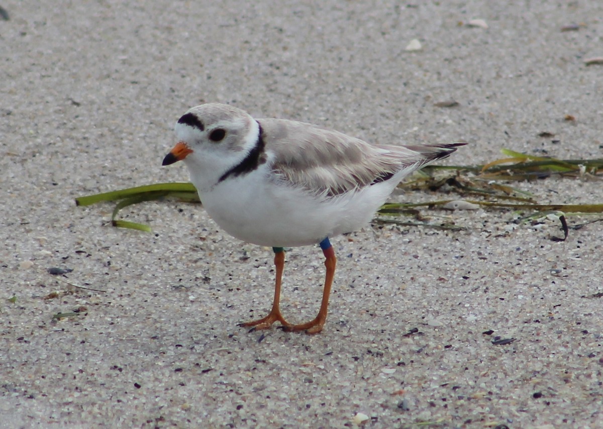 Piping Plover - ML161702661