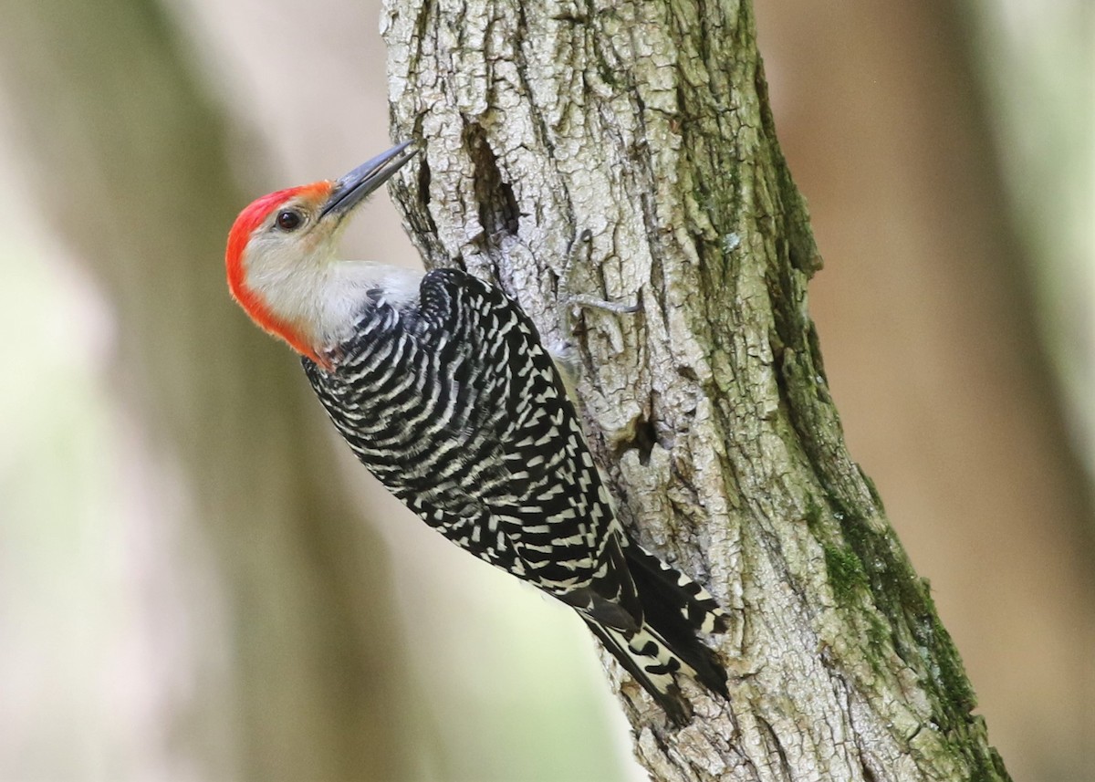 Red-bellied Woodpecker - Dean LaTray