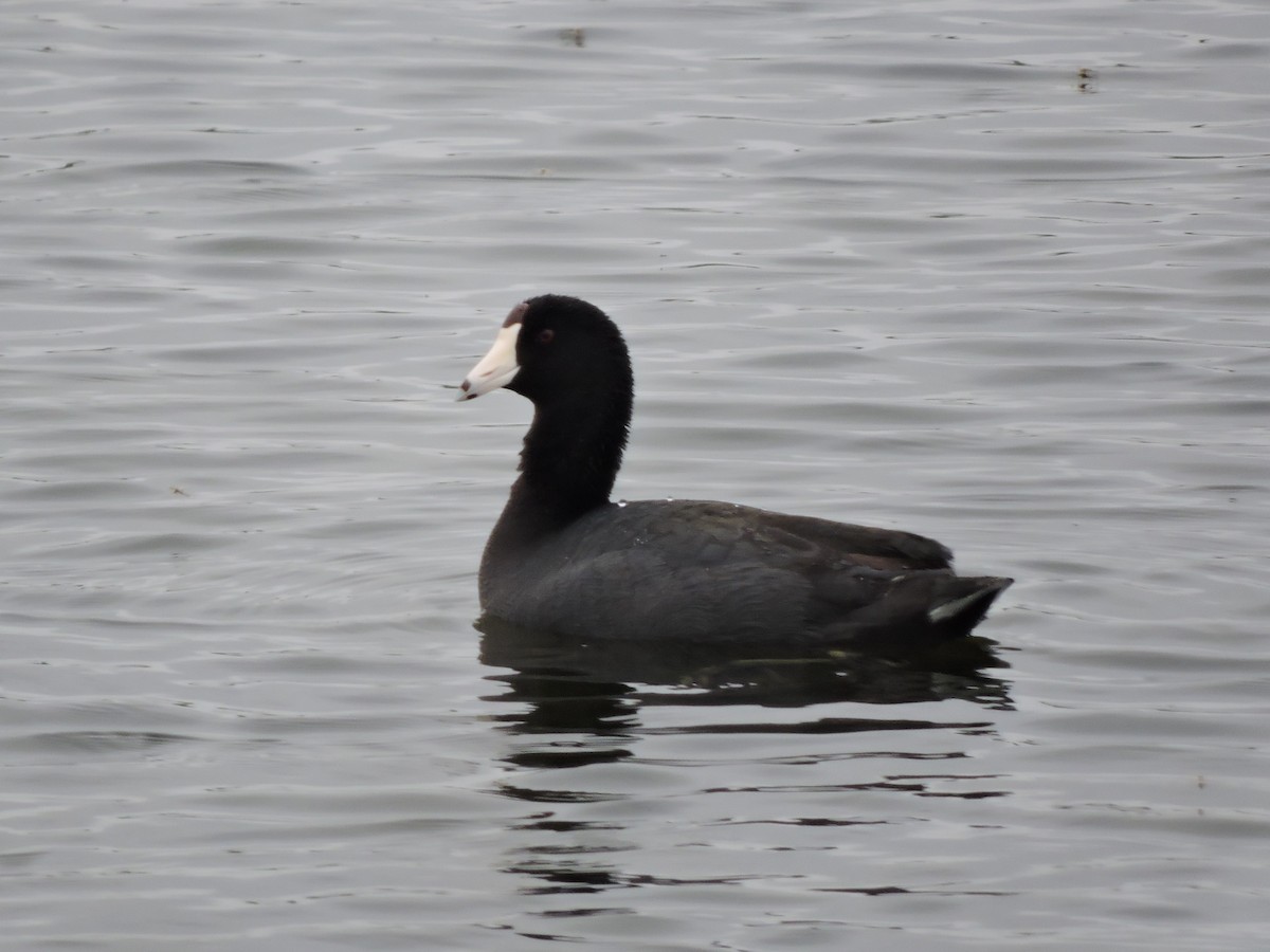 American Coot - Mike Norton