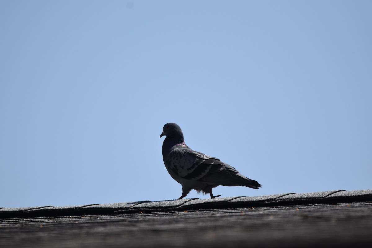 Rock Pigeon (Feral Pigeon) - Ryne Rutherford