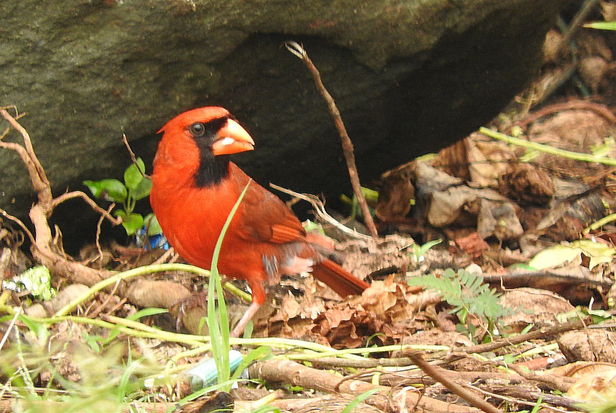 Northern Cardinal - Tresa Moulton
