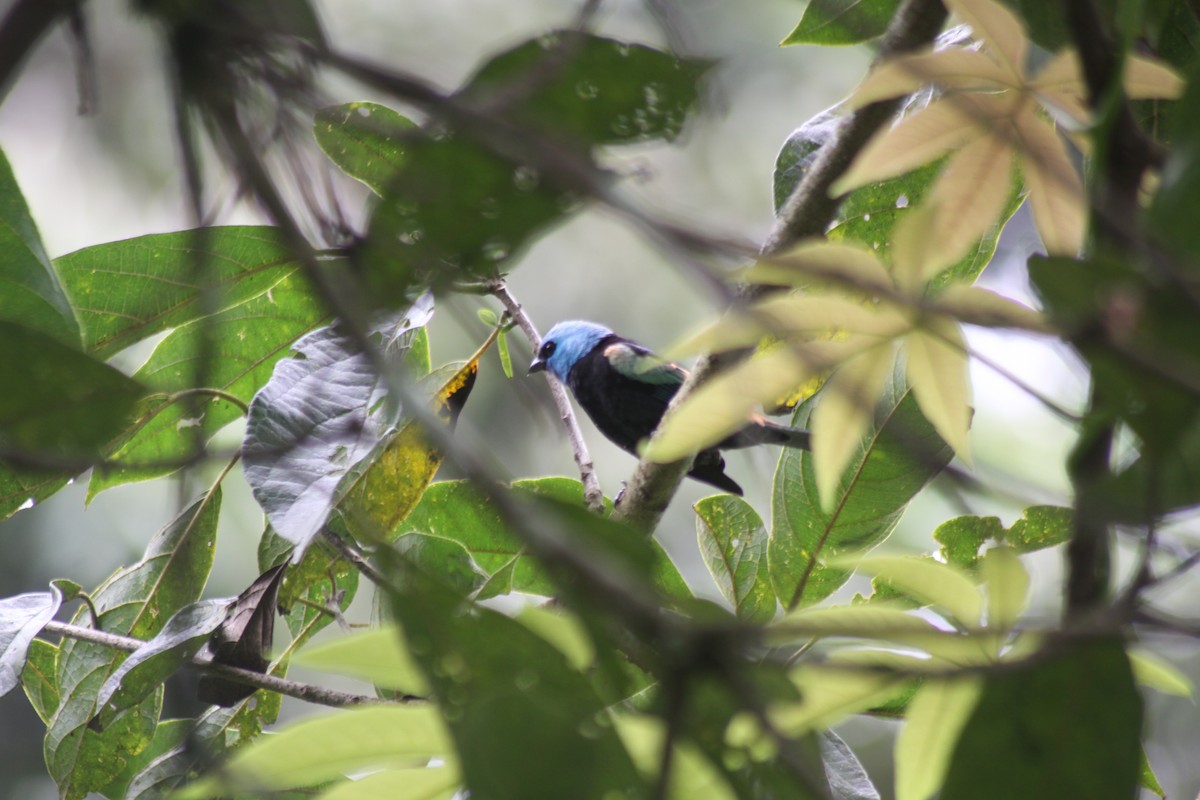 Blue-necked Tanager - ML161706761