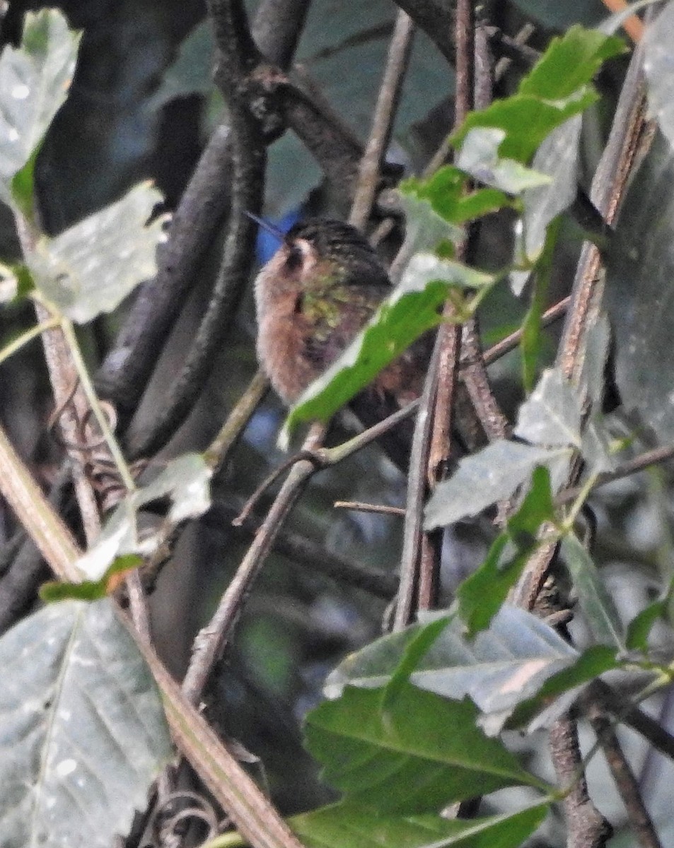 Speckled Hummingbird - ML161712561