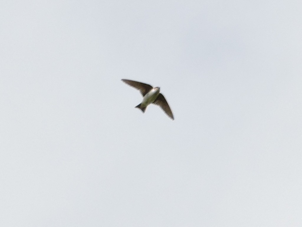 Violet-green Swallow - Jack  Bushong