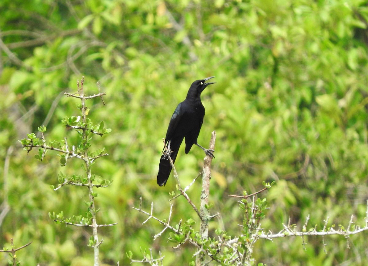 Great-tailed Grackle - ML161715671