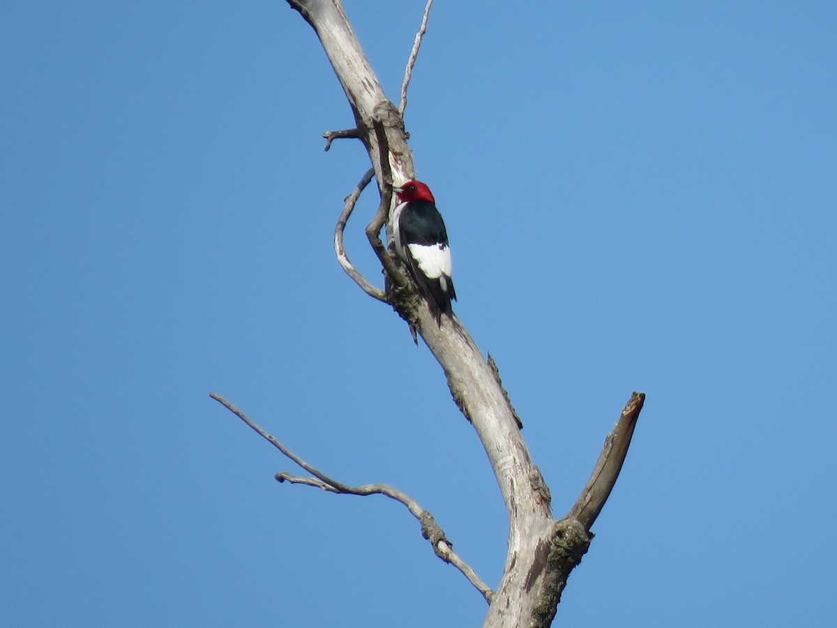Red-headed Woodpecker - ML161717061