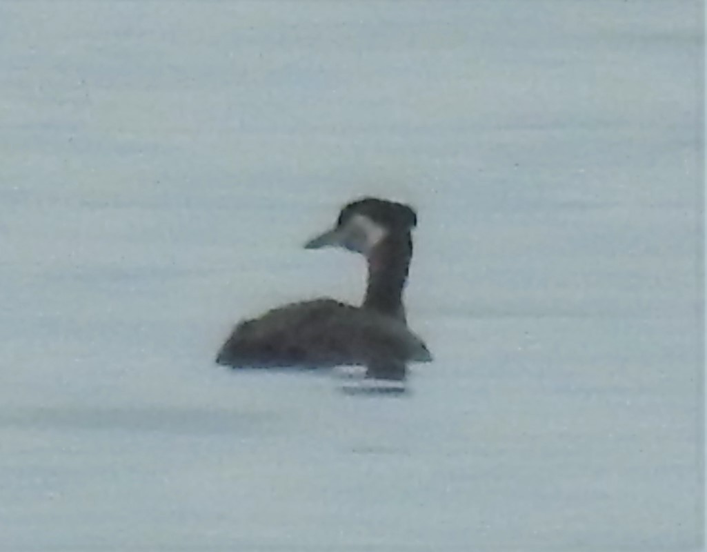 Red-necked Grebe - ML161718731