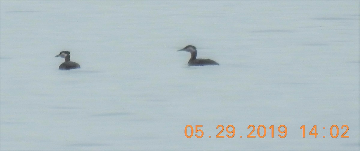 Red-necked Grebe - ML161718741