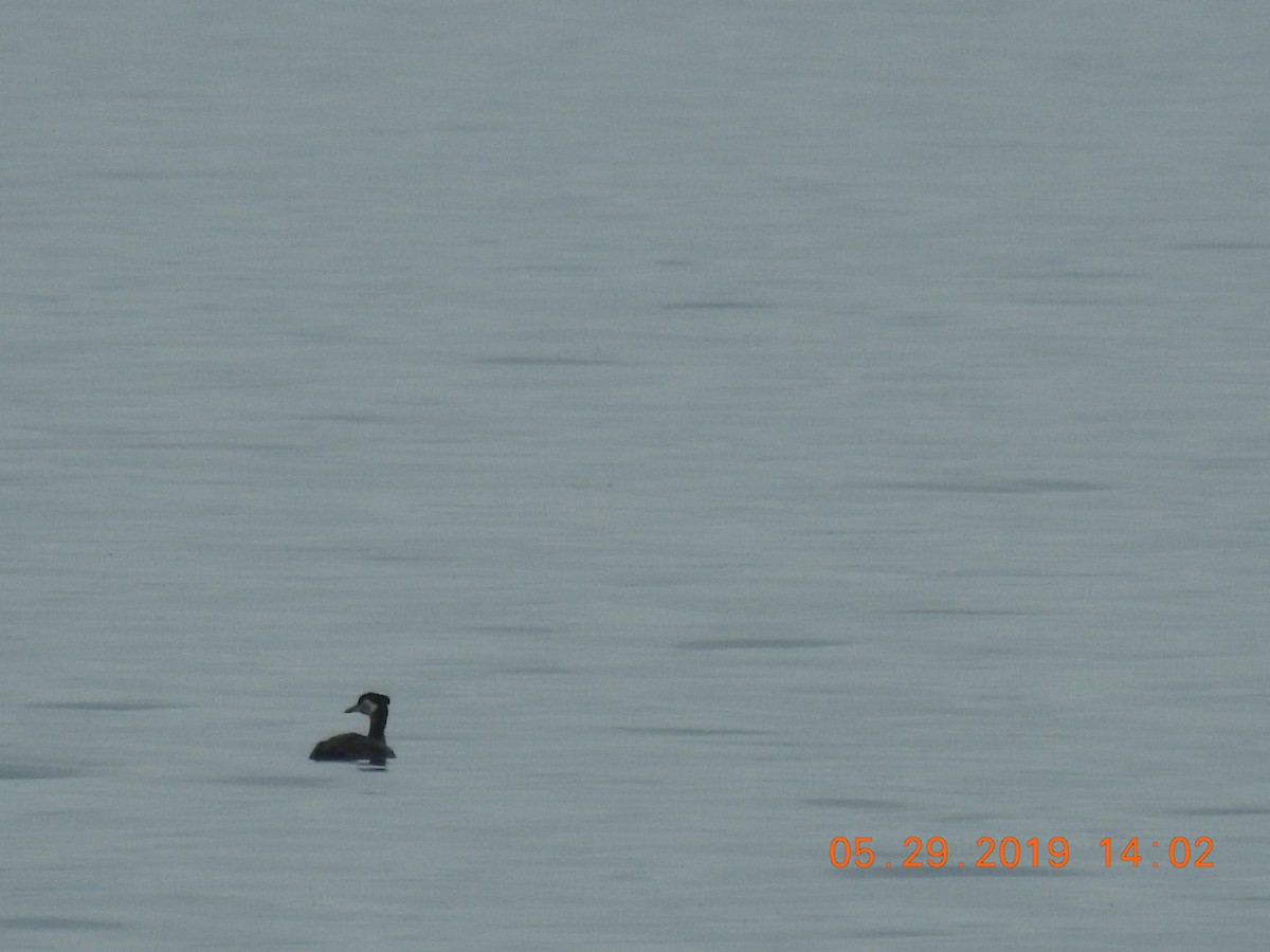 Red-necked Grebe - ML161718761