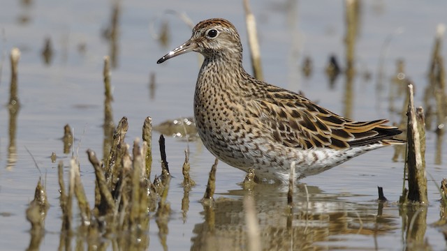 Definitive Alternate Sharp-tailed Sandpiper. - Sharp-tailed Sandpiper - 