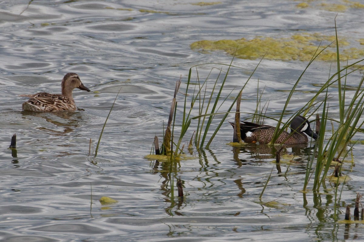 Blue-winged Teal - ML161720631