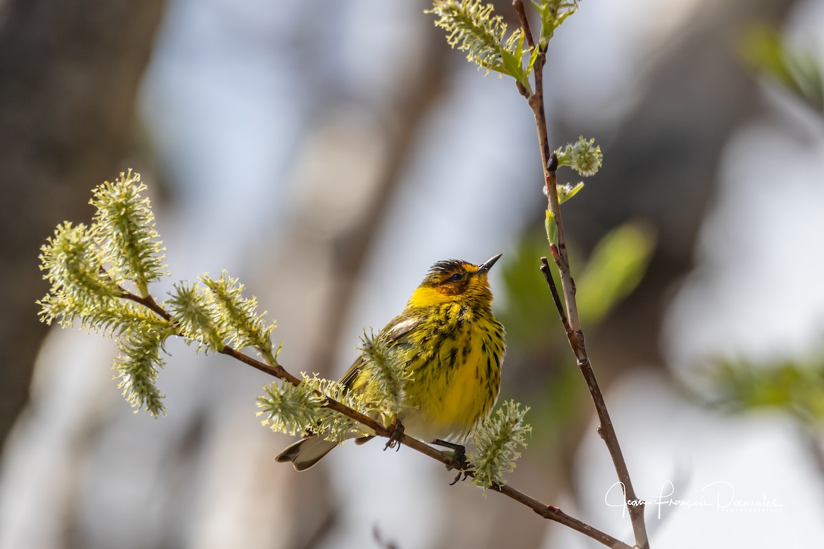 Cape May Warbler - ML161721851