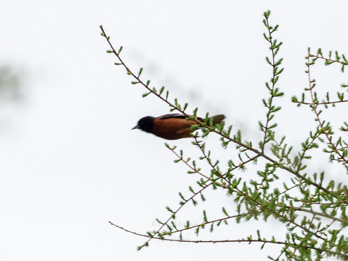 Orchard Oriole - ML161721911