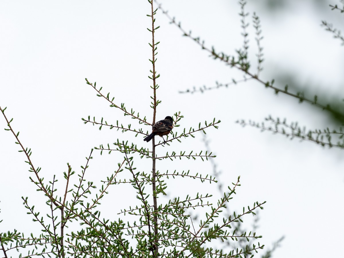 Orchard Oriole - ML161721951
