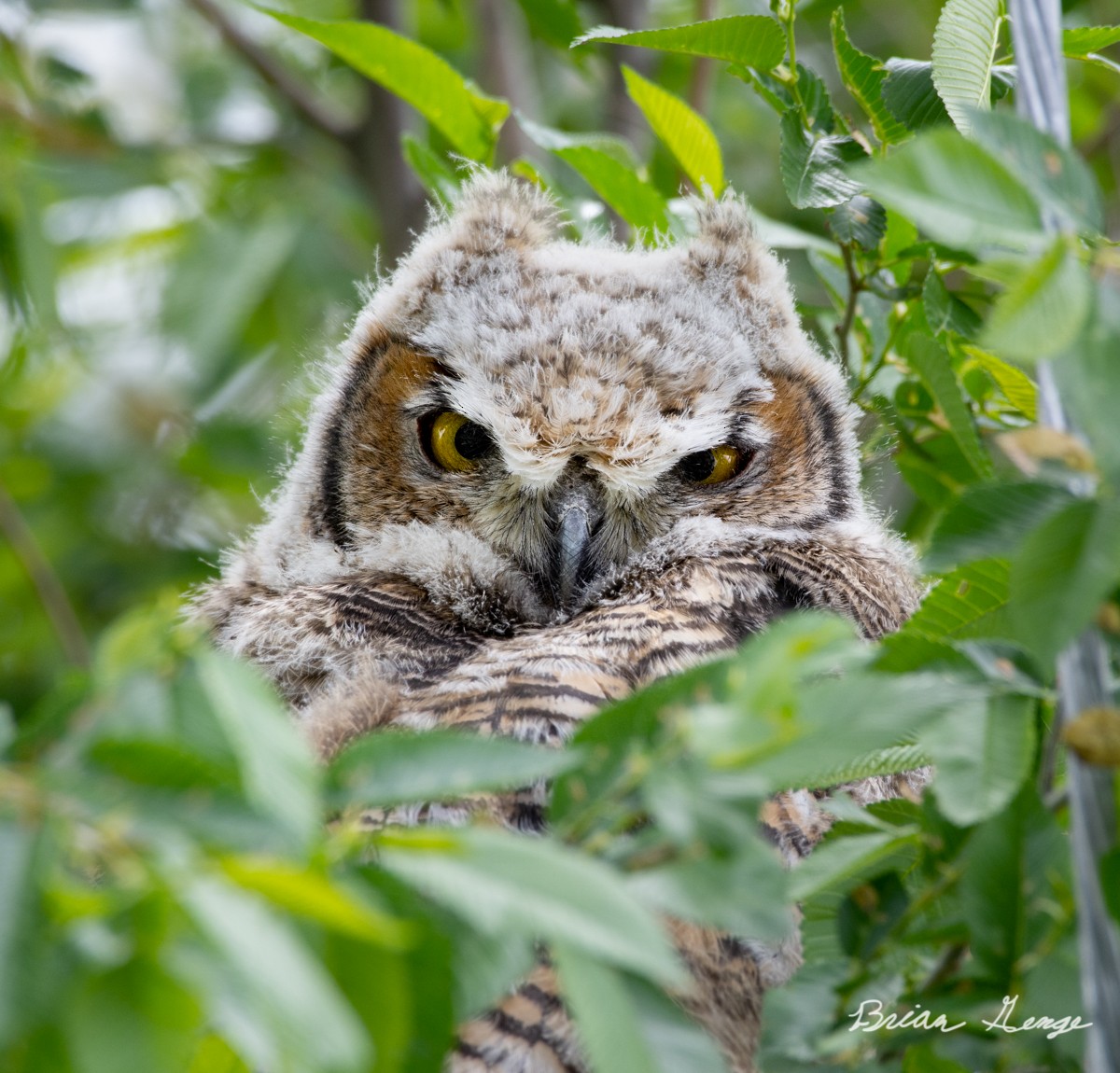 Great Horned Owl - ML161727011