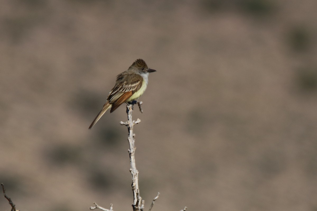 Brown-crested Flycatcher - Andrew E and Rebecca A Steinmann