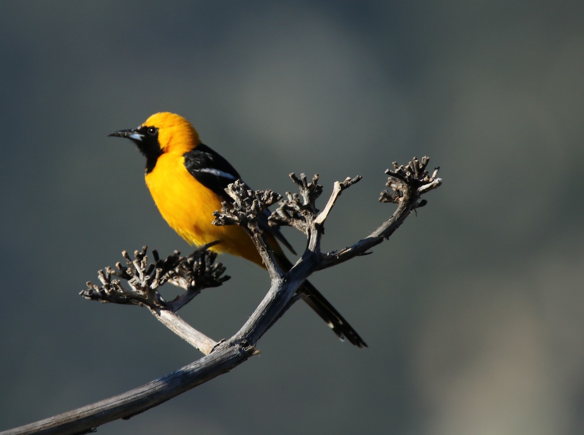 Hooded Oriole - Andrew E and Rebecca A Steinmann