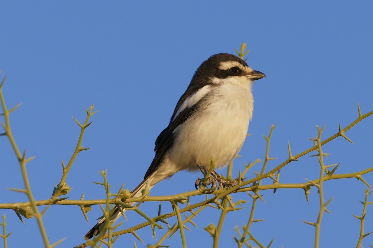 Southern Fiscal - ML161727781