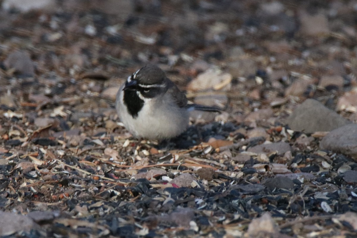 Black-throated Sparrow - ML161727871