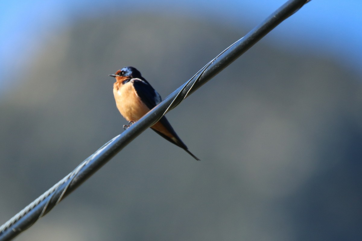 Barn Swallow - ML161728011