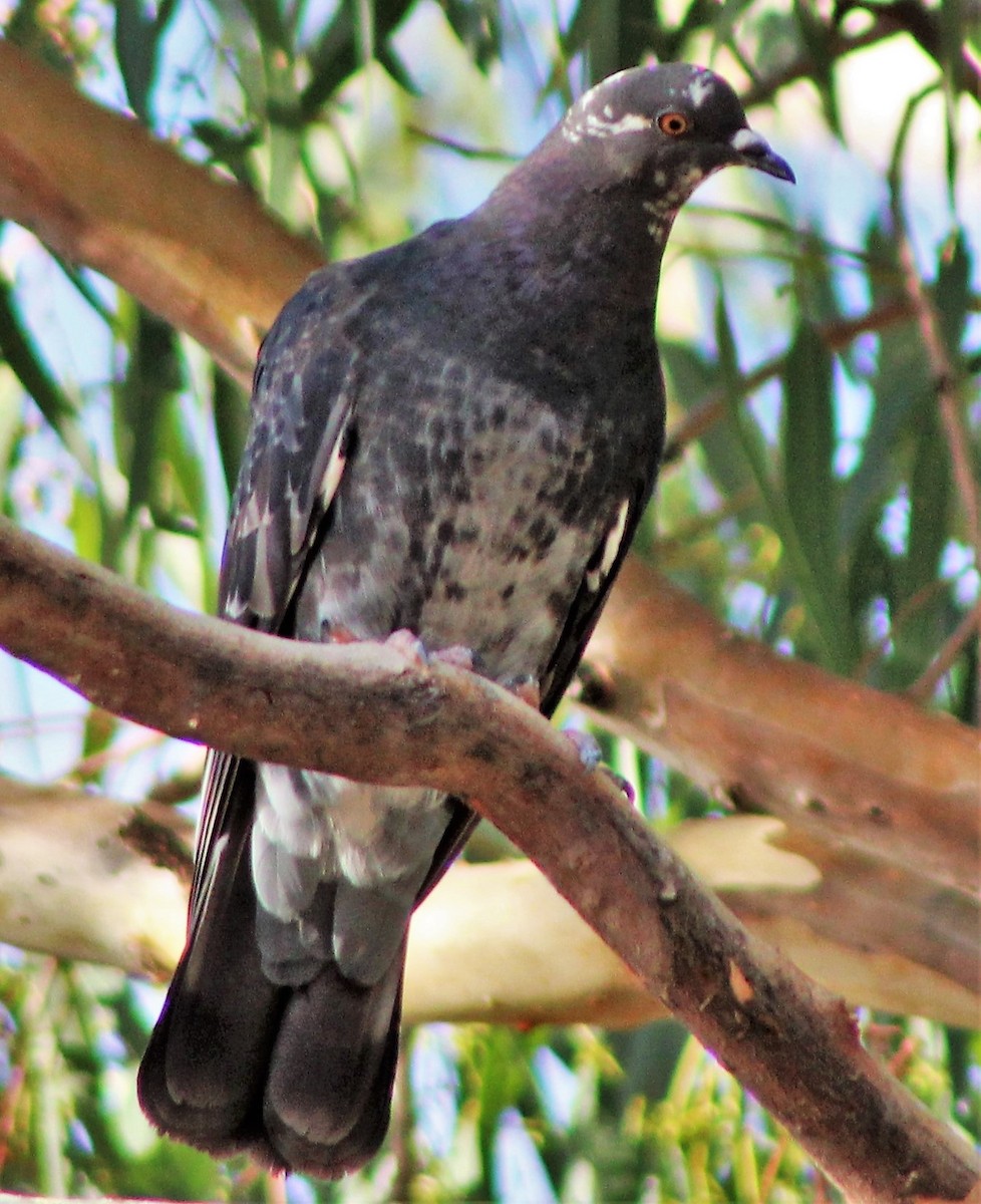 Rock Pigeon (Feral Pigeon) - ML161730961