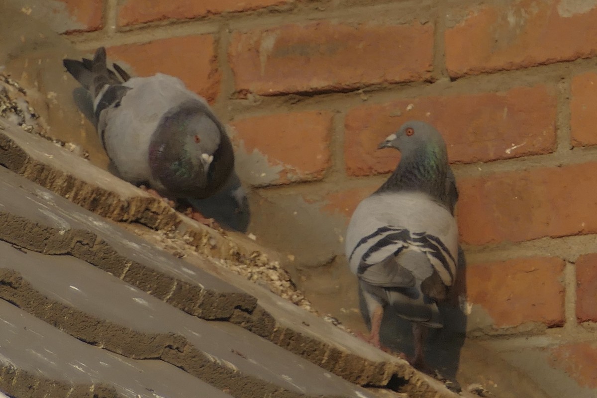 Rock Pigeon (Feral Pigeon) - ML161733001