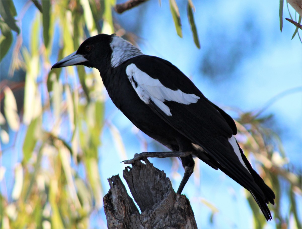Australian Magpie (Black-backed) - ML161734071