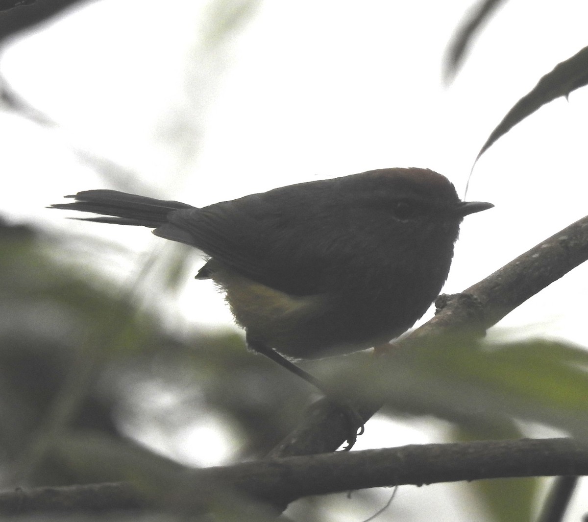 Broad-billed Warbler - Sachin  Main
