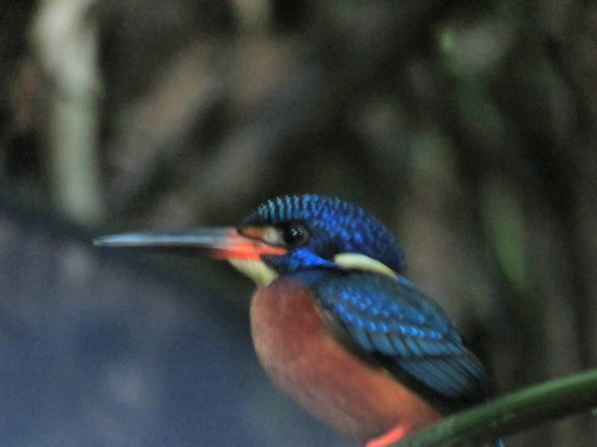 Blue-eared Kingfisher - Elizabeth Skakoon