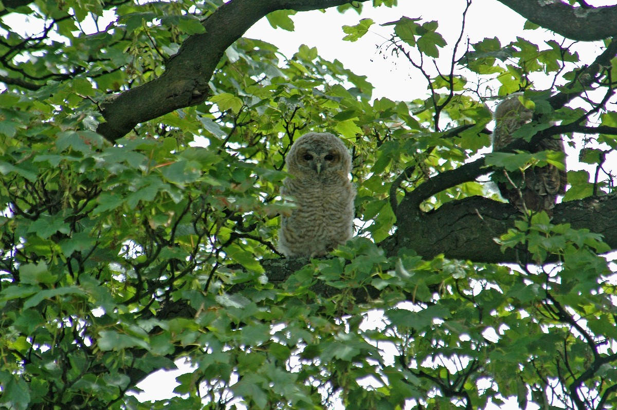Tawny Owl - Ray Scally